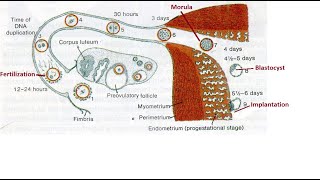 Germinal stage of developmental anatomy [upl. by Bruce578]