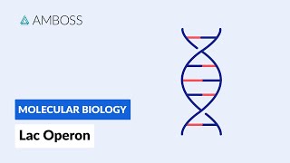 Prokaryotic Gene Regulation Lac Operon [upl. by Eivad896]