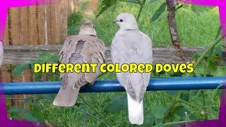 Color Variations of Ringneck Doves [upl. by Inanaup837]