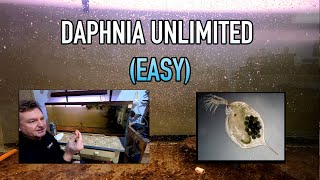 How I Raise Daphnia Water Fleas And You Can Too [upl. by Barrada274]