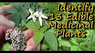 A Video Identification Guide To Edible amp Medicinal Plants  Pt 2 [upl. by Arihsaj]