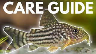 How to Care for Corydoras Catfish Beginner Guide [upl. by Aseefan]