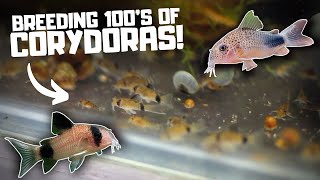 Breeding HUNDREDS of Corydoras in the Fish Room [upl. by Ynez]