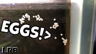 WHAT DO I DO MY Corydoras Cory Cats LAID EGGS [upl. by Nyledaj]