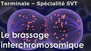 Le brassage interchromosomique  SVT  Terminale [upl. by Greeley]