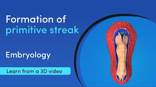 How is the primitive streak formed  Best 3D Medical Learning App  MediMagic [upl. by Ainaled]