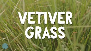 How to Grow  Vetiver Grass [upl. by Hendel634]