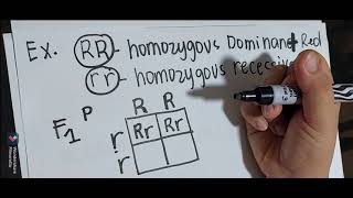 How to determine Genotypic Ratio and Phenotypic Ratio in monohybric crossing using punnett square [upl. by Asta]