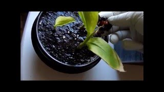 How to grow Curcuma Longa Plants from their rhizomes 2 Days 65128 [upl. by Rodina]