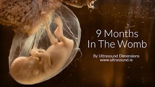 40 Weeks In The Womb by Ultrasound Dimensions [upl. by Airaet]