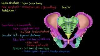 Skeletal Structures The Pelvis [upl. by Giorgio]