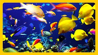 🎧 Stunning Aquarium amp The Best Relaxing Music  SLEEP MUSIC  HD 1080P [upl. by Ingham756]