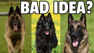 8 Things to Know Before Getting a Belgian Shepherd Dog [upl. by Ede]