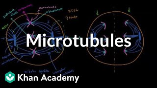 Microtubules  Cells  MCAT  Khan Academy [upl. by Pessa]