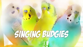 3 Hour Sounds for Lonely Budgies  Budgie singing flock [upl. by Lello147]