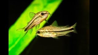 Corydoras Pygmaeus My experience with Pygmy Corys [upl. by Lavoie]