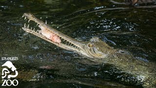 Gharial Feeding at the LA Zoo 🐊 [upl. by Nwahsyd]