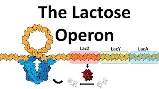 The Lac Operon [upl. by Selrahcnhoj659]