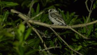 collared scops owl calling [upl. by Yraillih617]