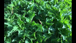 Stinging Nettle  Uses and Benefits [upl. by Alket]