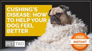 Cushing Disease How to Help Your Dog Feel Better  DIY at Home [upl. by Haden]