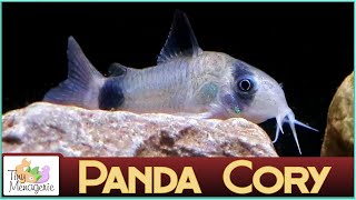 All About Panda Corydoras  Small Gentle and Seriously Cute Catfish [upl. by Natala662]