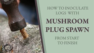 Inoculating Mushroom Logs With Plug Spawn From Start to Finish [upl. by Cila]