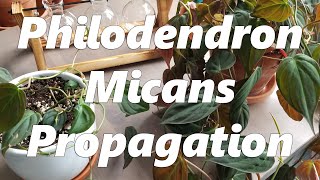 Philodendron Micans Propagation [upl. by Noramac582]