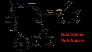 Introduction to Nucleotide Metabolism Biosynthesis and Degredation Purines and Pyrimidines [upl. by Lund]