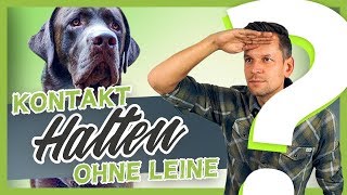 Hundetraining  Hundefreilauf  Kontakt halten OHNE Leine [upl. by Estrella]