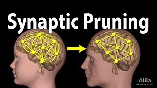 Synaptic Pruning Animation [upl. by Marji]