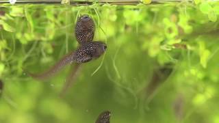 Tadpoles Feeding and Cannibalisation [upl. by Amero]