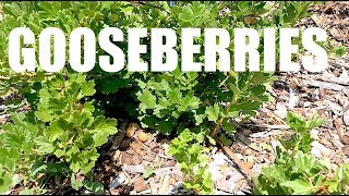 GOOSEBERRIES Everything You Need To Know [upl. by Flieger782]