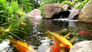 York Lancaster Harrisburg PA Backyard Koi Fish Ponds Waterfalls and Fountains [upl. by Eidna926]