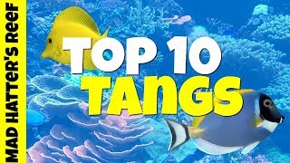 Top 10 Tangs for a Saltwater Tank [upl. by Mandie]