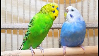 35 Hr Help Quiet Parakeets Sing by Playing This Cute Budgies Chirping Help Depressed lonely Birds [upl. by Yahsed884]