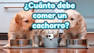 ¿Cuánto debe comer un cachorro Guía de alimentación [upl. by Macrae]