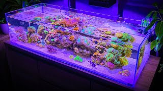 3 Hours of Shallow Reef Aquarium Relaxation Aquarium Meditation [upl. by Latt474]