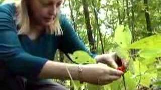 Wild Ginseng Educational Video [upl. by Nosral]