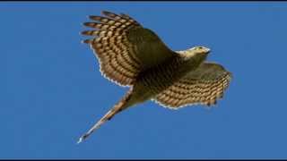 Sparrowhawk Bird Call Bird Song [upl. by Leamiba]