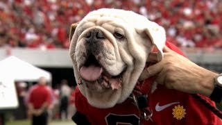 Meet University of Georgia mascot Uga the bulldog [upl. by Carlock534]