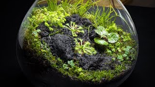 The Carnivorous Sundew Terrarium [upl. by Iahk503]