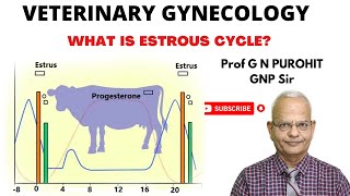 Uncovering the Mystery of Animal Reproduction Whats the Estrous Cycle [upl. by Seerdi]