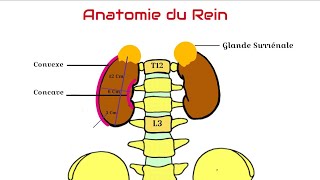 Anatomie du Rein [upl. by Wilburn]