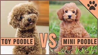 Toy Poodle vs Miniature Poodle [upl. by Stricklan]