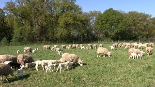 Lélevage des moutons à la Bergerie nationale [upl. by Eynttirb]