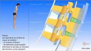 Vidéo sonorisée Arthrologie de la colonne vertébrale [upl. by Airalednac]