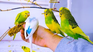 Budgie Sounds for Lonely birds to make them happy [upl. by Ahsaya]