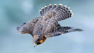 PEREGRINE FALCON  a dive fighter The FASTEST animal on the planet [upl. by Grigson]