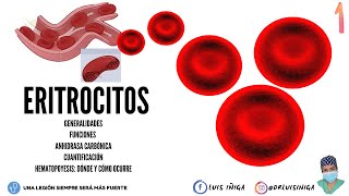 Fisiología Eritrocitos  Generalidades Funciones Cuantificación Hematopoyesis  Parte 1 [upl. by Savannah698]